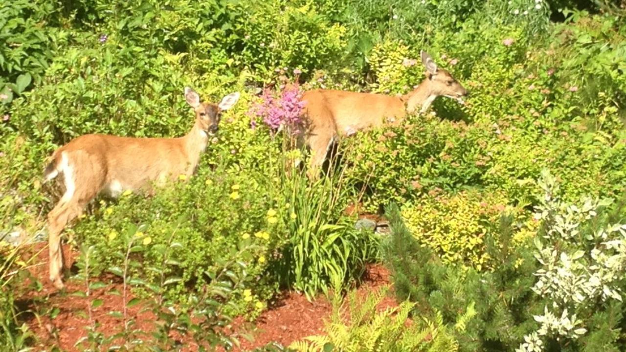 Kelli Creek Cottage - REDUCED PRICE ON TOURS Juneau Esterno foto